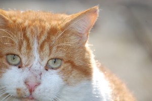 Chief's scars tell the story of a hard life.